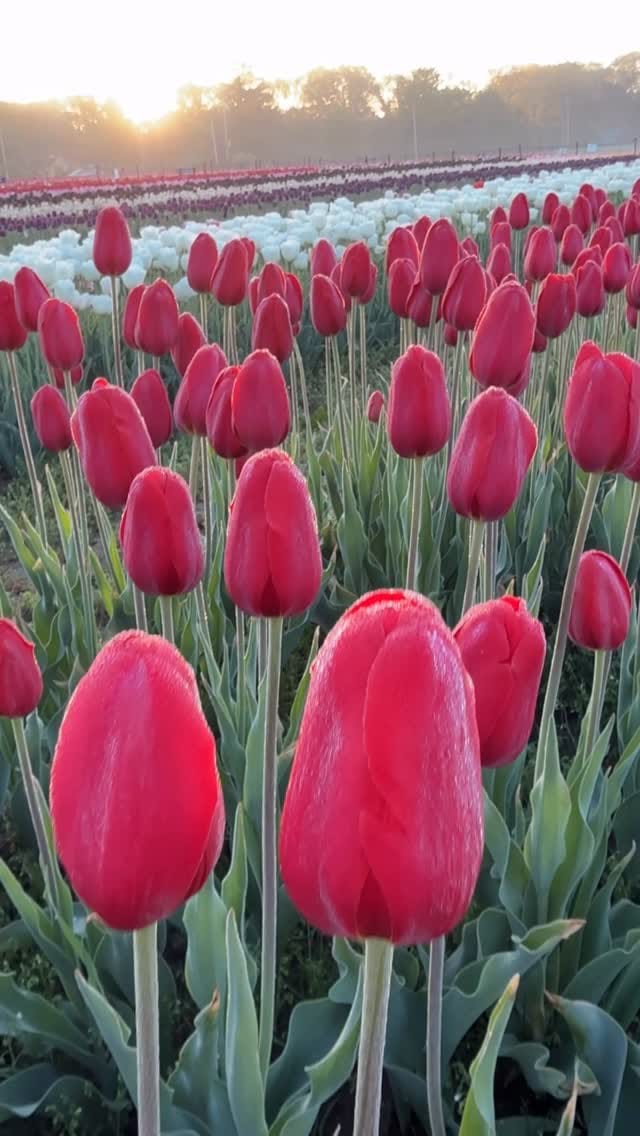 Post 2 by Wicked Tulips Flower Farm on Instagram (video)