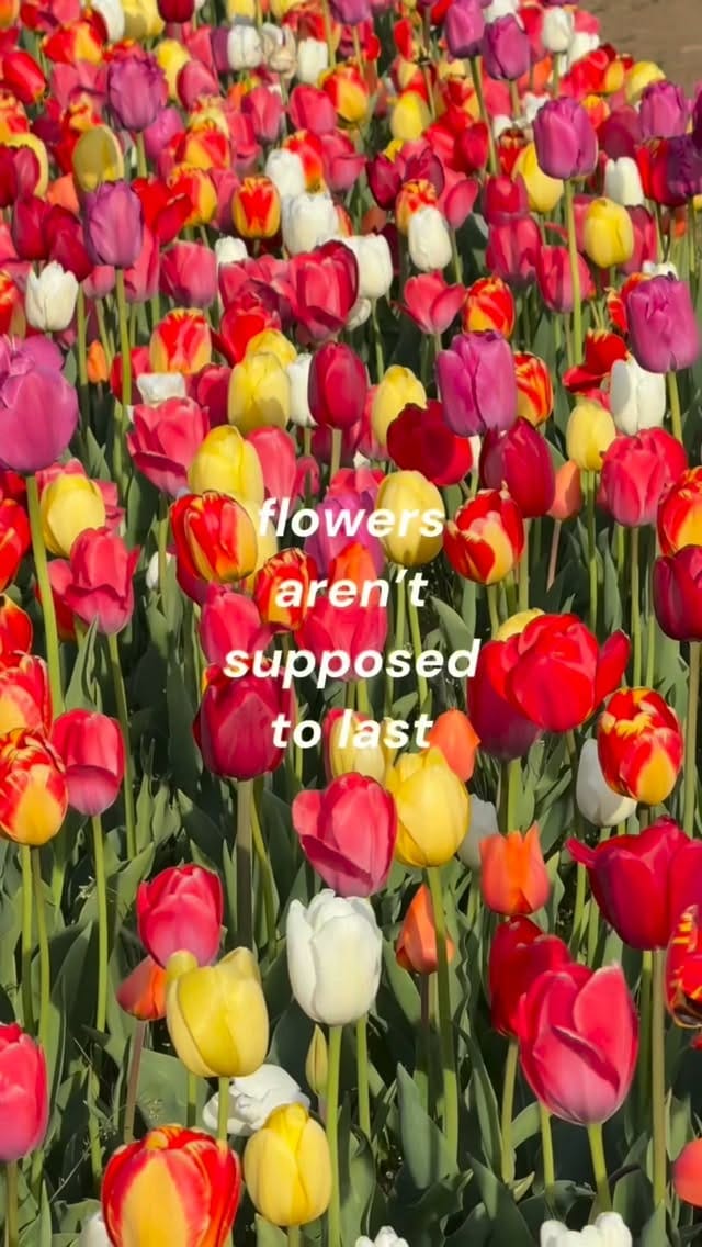Post 1 by Wicked Tulips Flower Farm on Instagram (video)