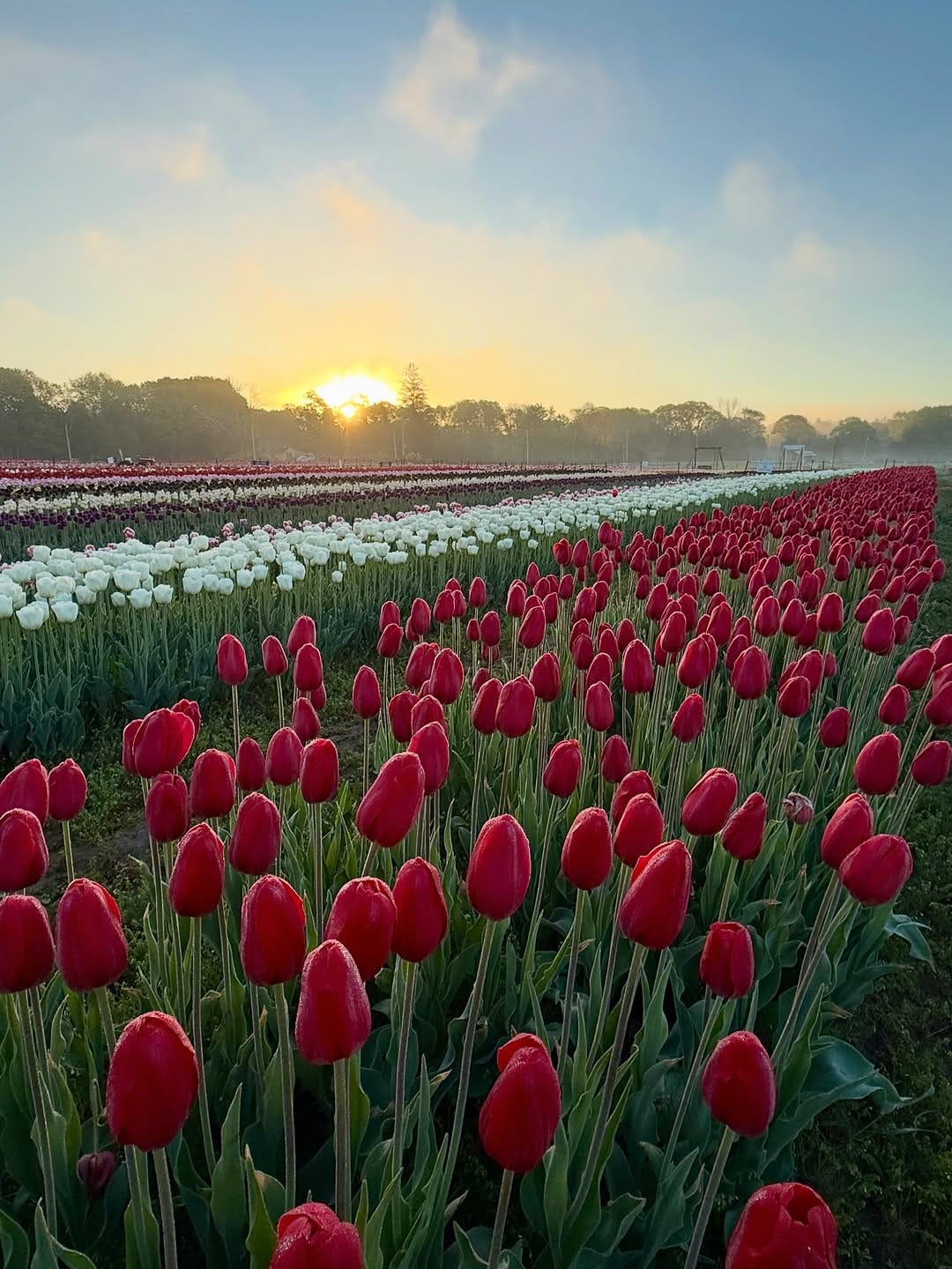 Post 4 by Wicked Tulips Flower Farm on Instagram (carousel)