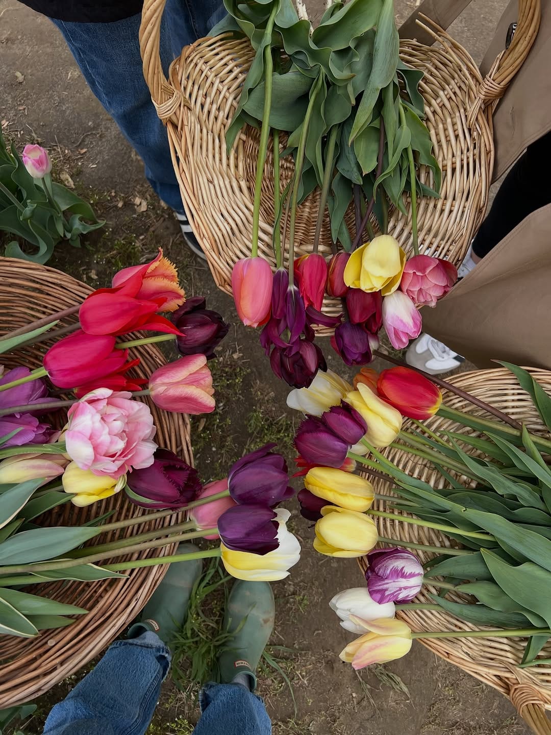 Post 7 by Wicked Tulips Flower Farm on Instagram (carousel)