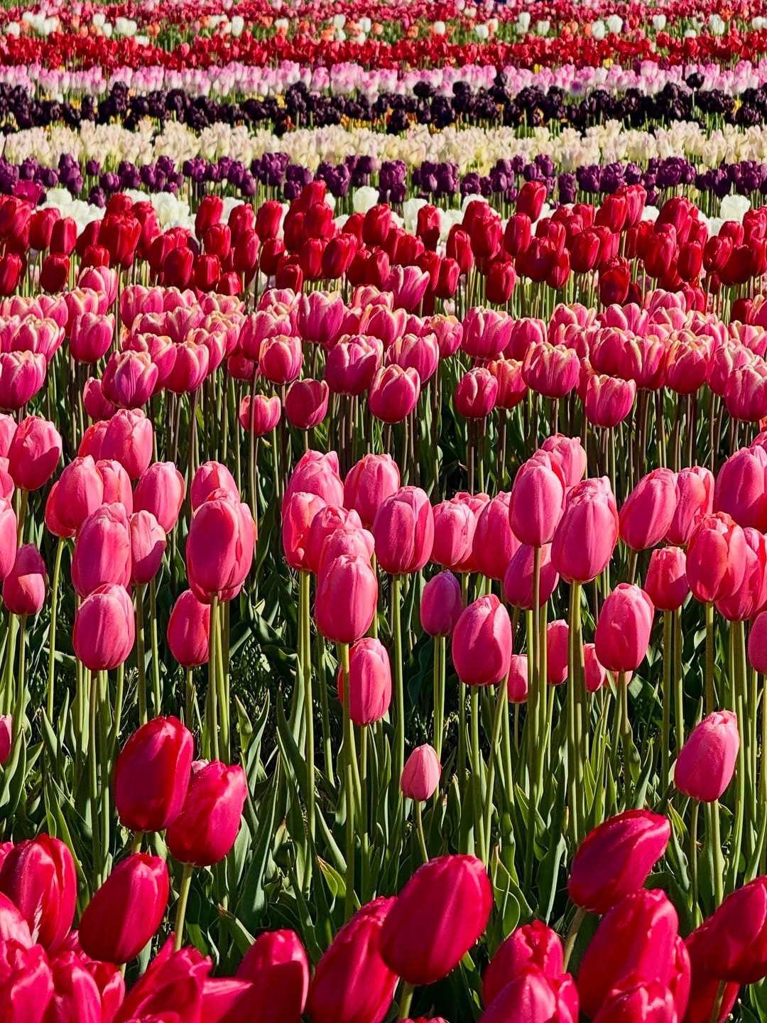 Post 3 by Wicked Tulips Flower Farm on Instagram (carousel)