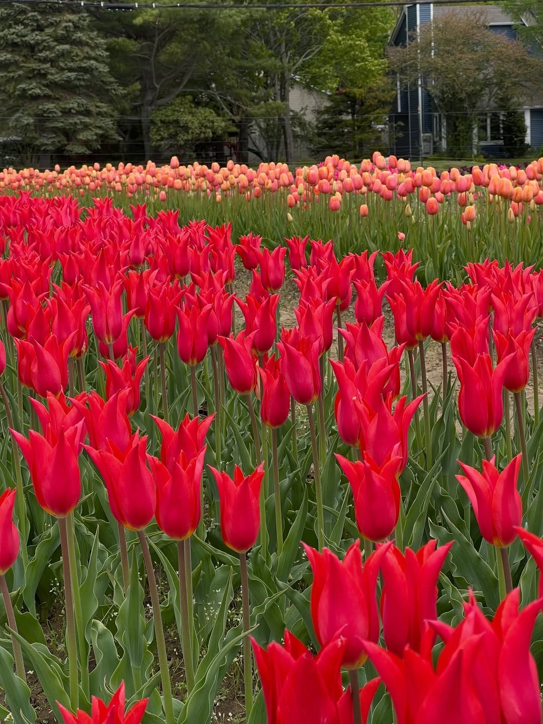 Post 9 by Wicked Tulips Flower Farm on Instagram (carousel)