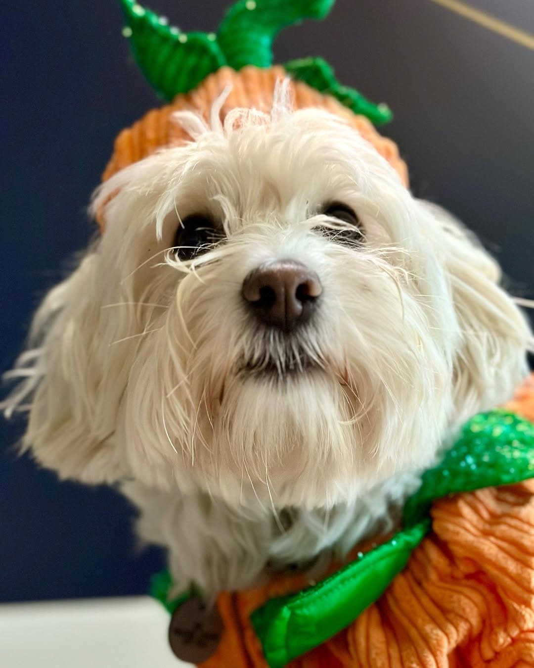Post 1 by Bobbert Fluffypants III on Instagram (image)