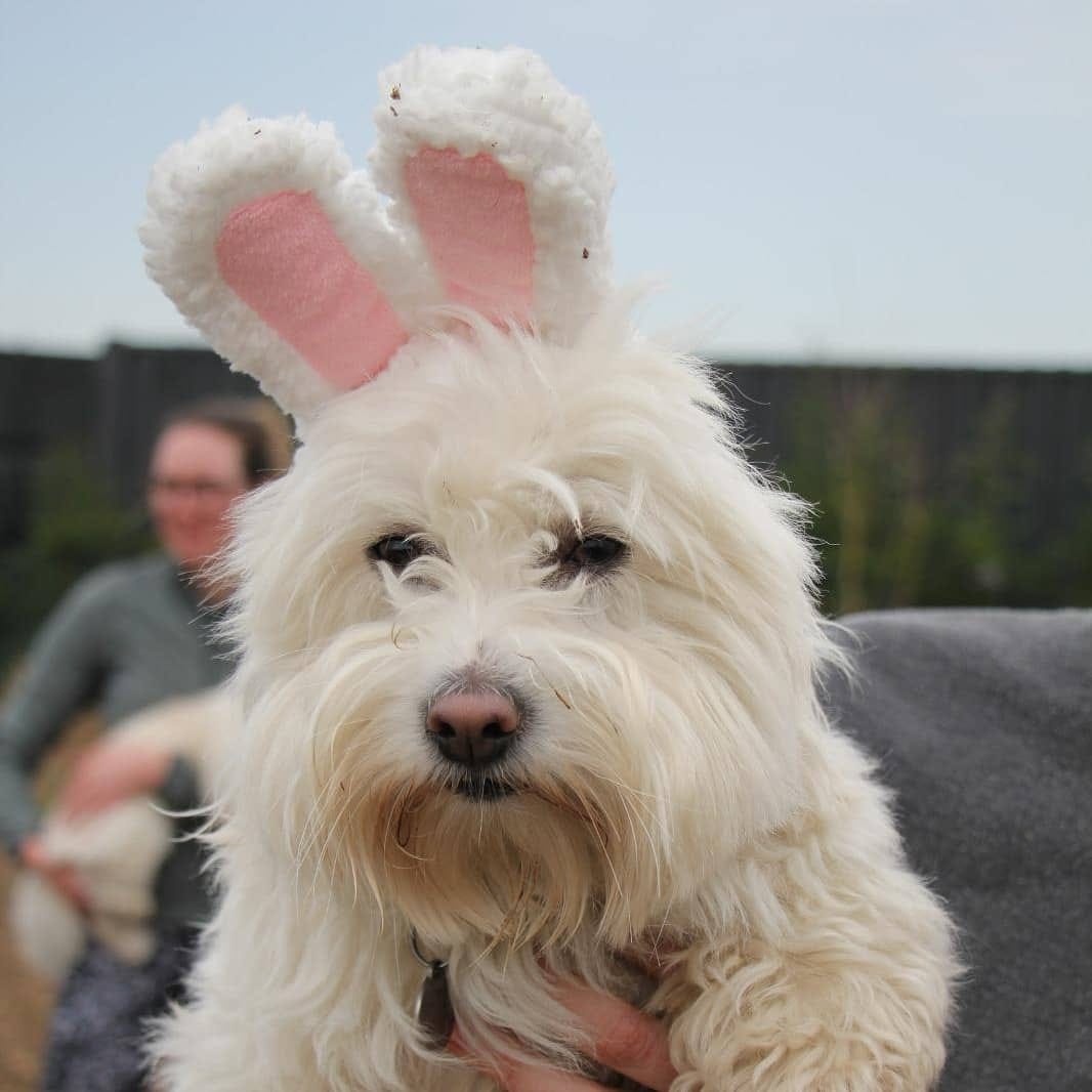 Post 10 by Bobbert Fluffypants III on Instagram (image)