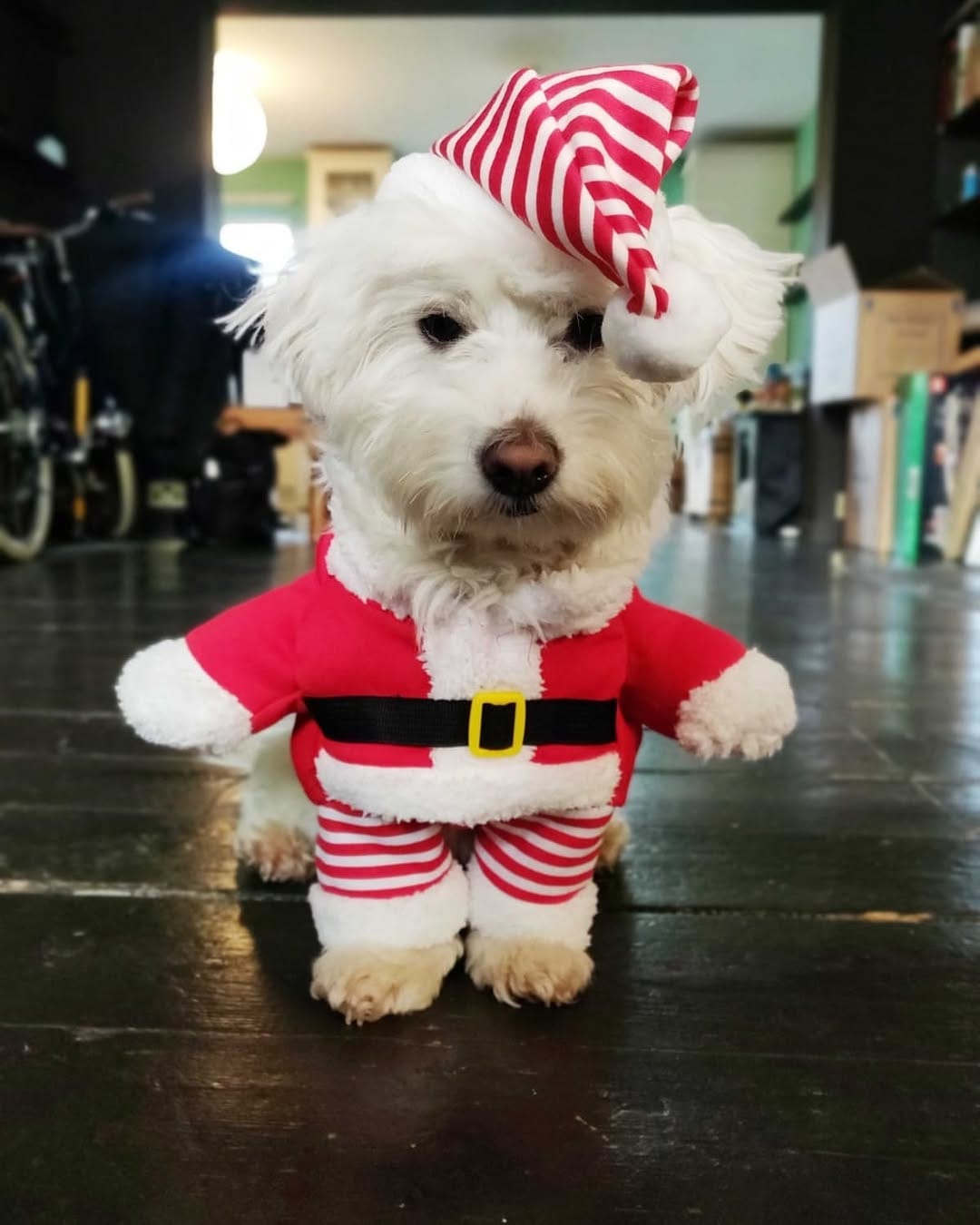 Post 9 by Bobbert Fluffypants III on Instagram (image)
