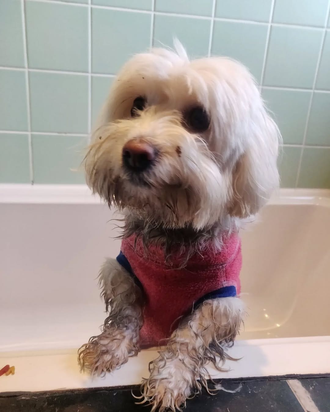 Post 5 by Bobbert Fluffypants III on Instagram (image)