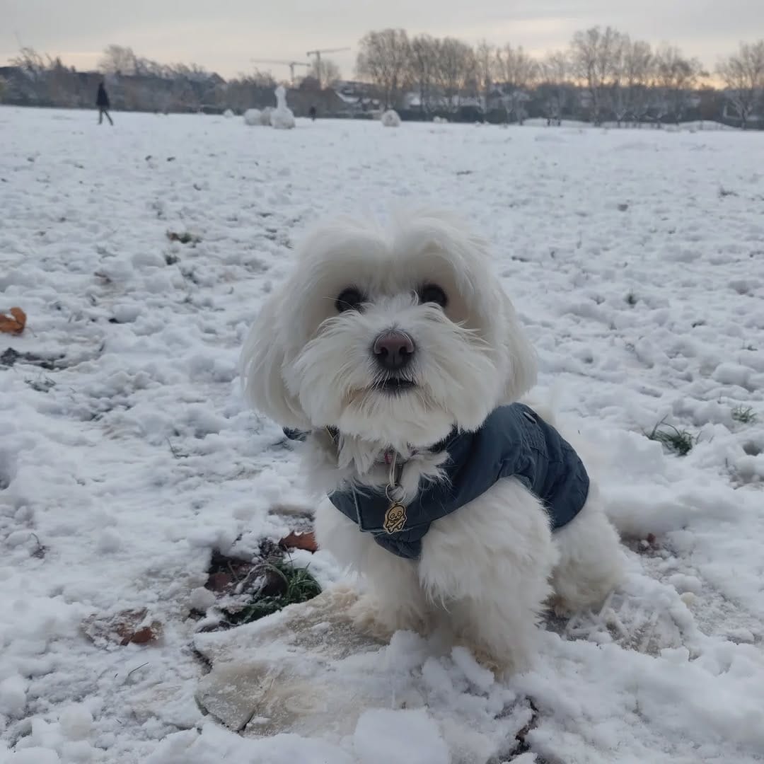 Post 6 by Bobbert Fluffypants III on Instagram (image)