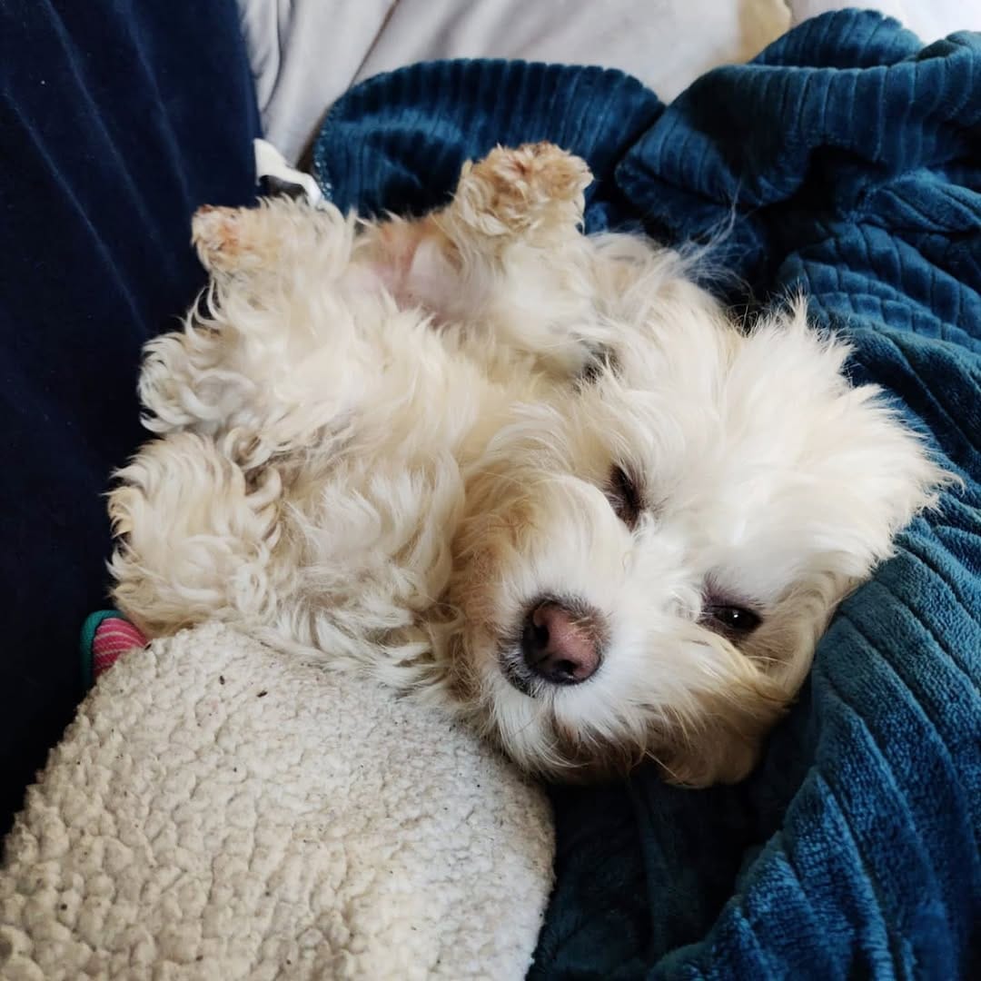 Post 8 by Bobbert Fluffypants III on Instagram (image)