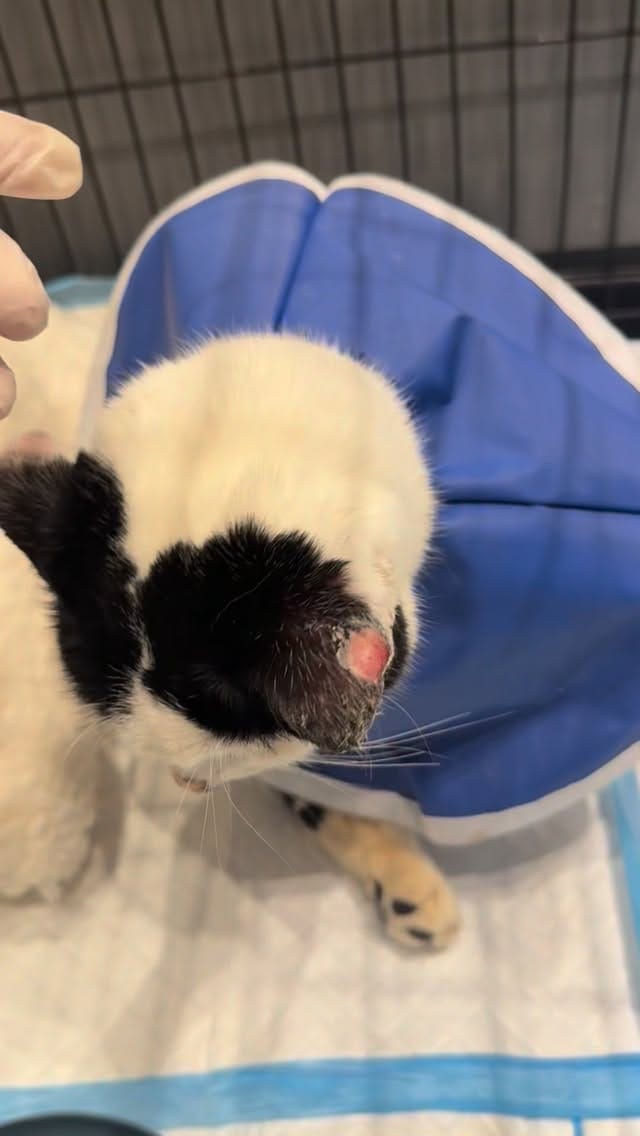 Post 4 by London Inner City Kitties on Instagram (video)