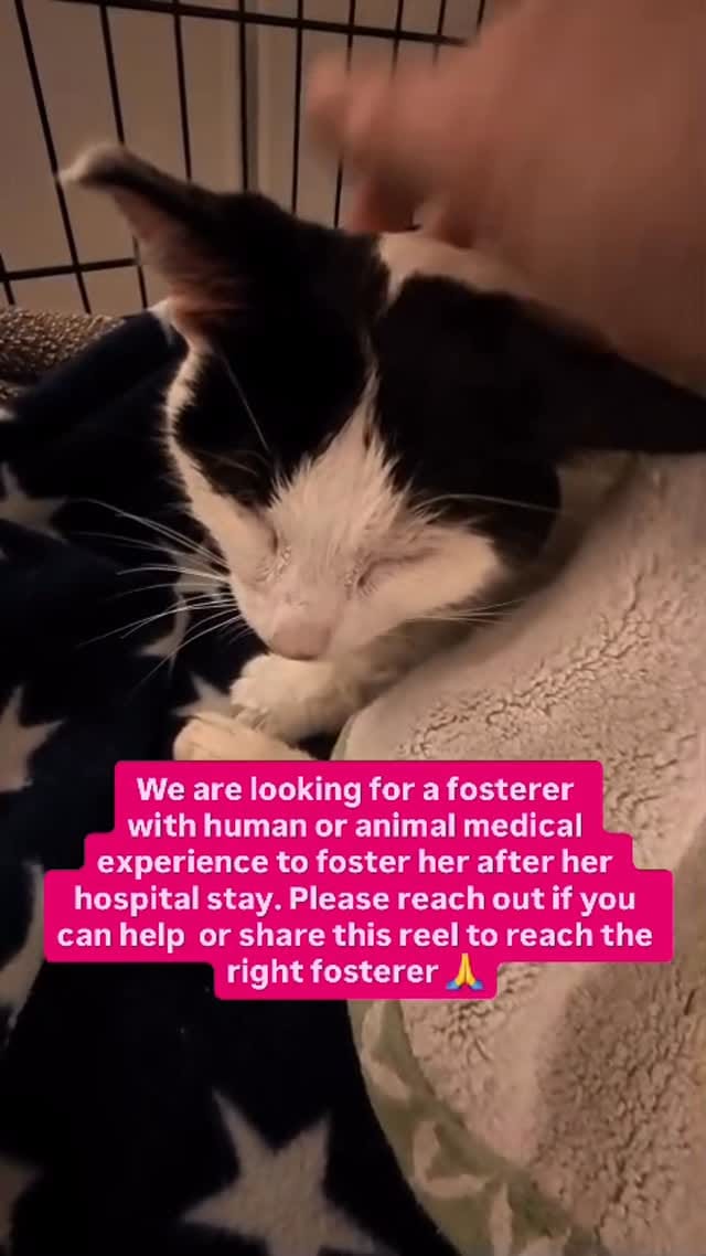 Post 7 by London Inner City Kitties on Instagram (video)