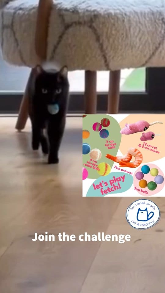 Post 6 by London Inner City Kitties on Instagram (video)