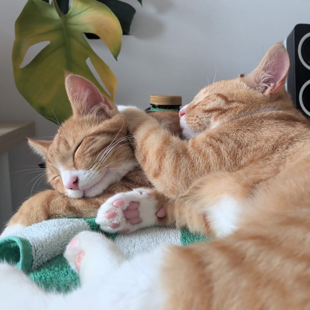 Post 1 by London Inner City Kitties on Instagram (carousel)