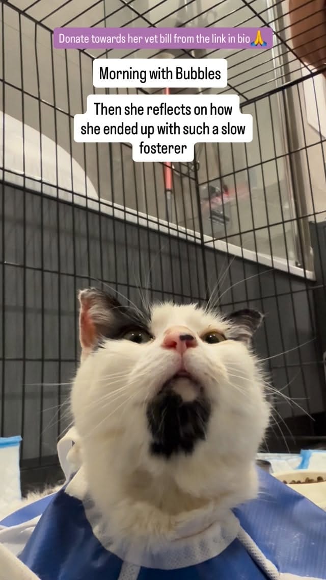Post 3 by London Inner City Kitties on Instagram (video)