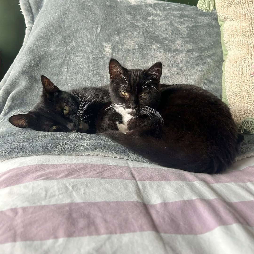Post 2 by London Inner City Kitties on Instagram (carousel)