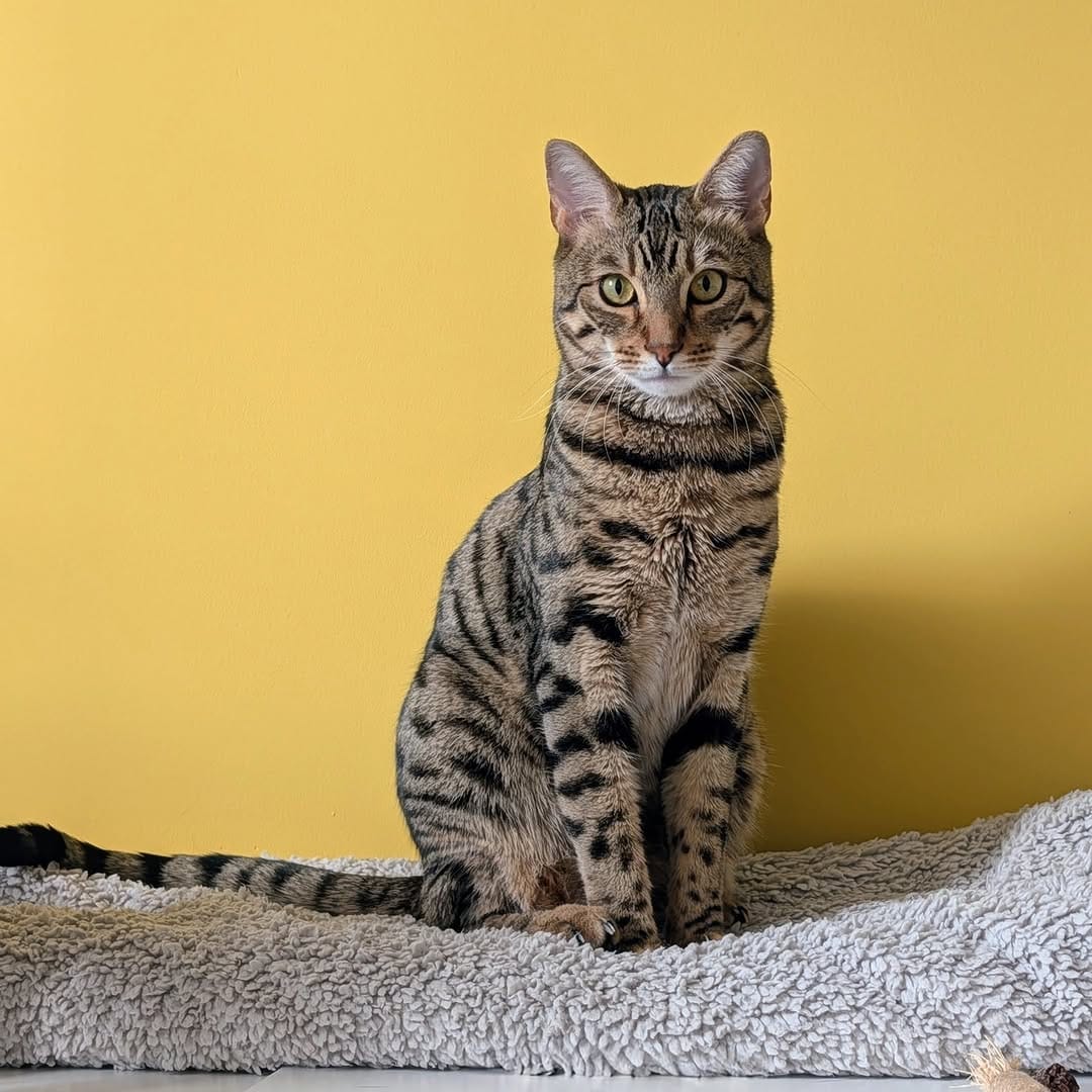 Post 8 by London Inner City Kitties on Instagram (carousel)