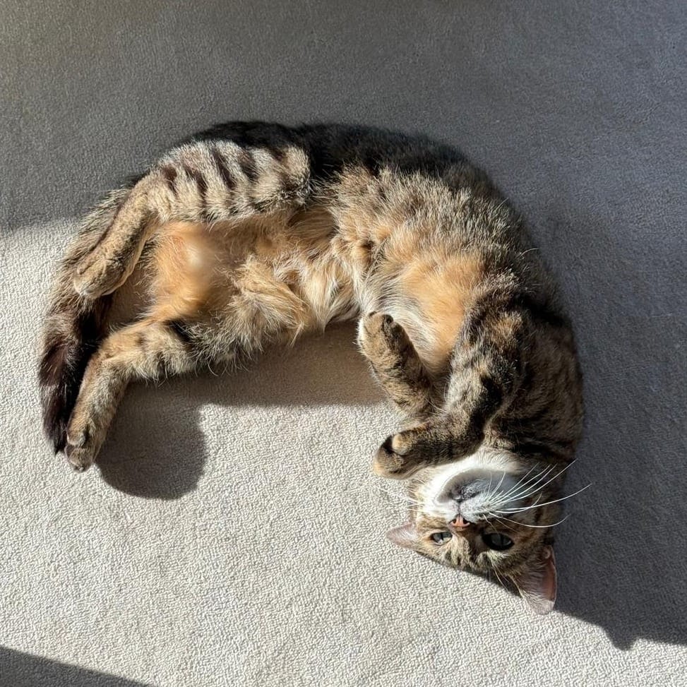 Post 5 by London Inner City Kitties on Instagram (carousel)