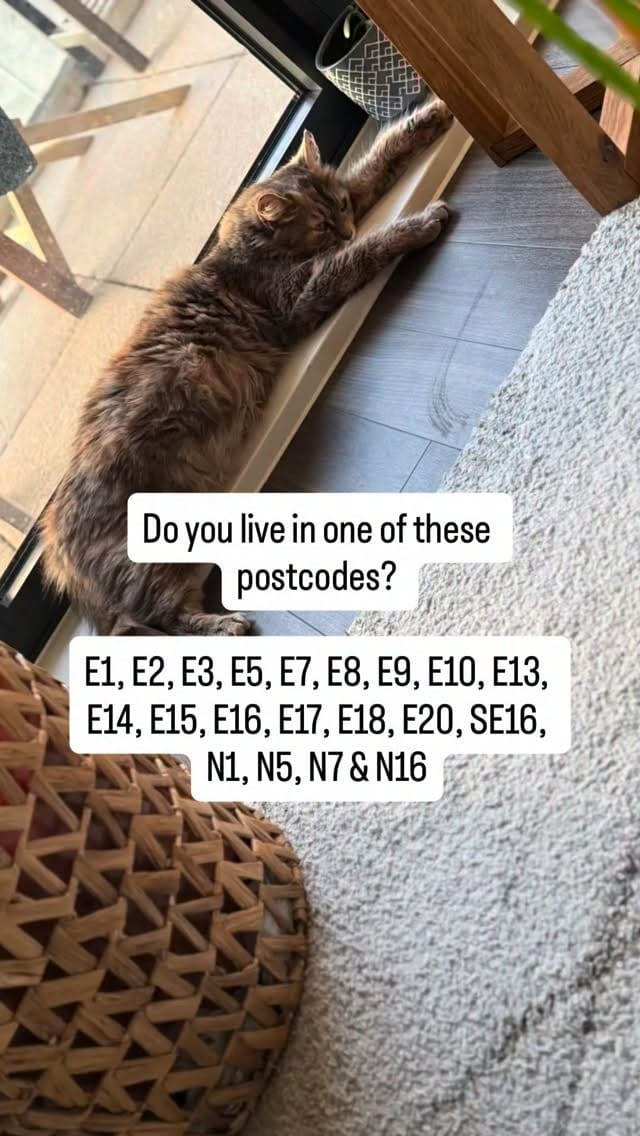 Post 9 by London Inner City Kitties on Instagram (video)