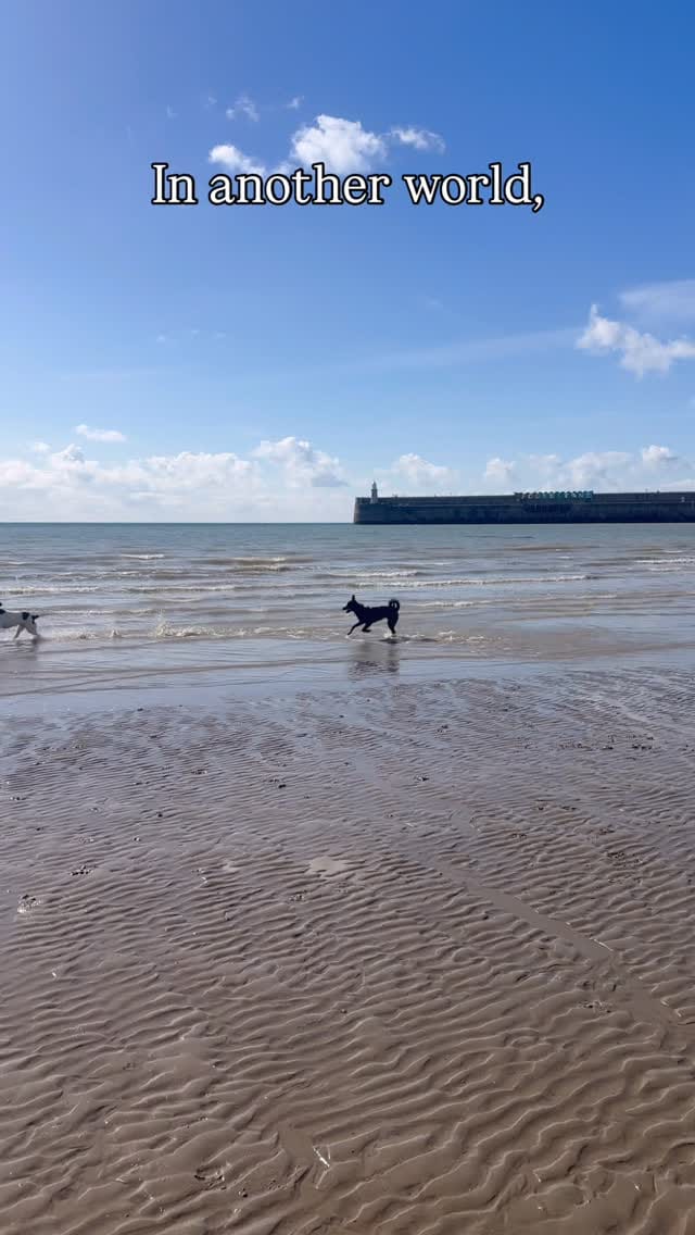 Post 2 by Fetcher Dog on Instagram (video)