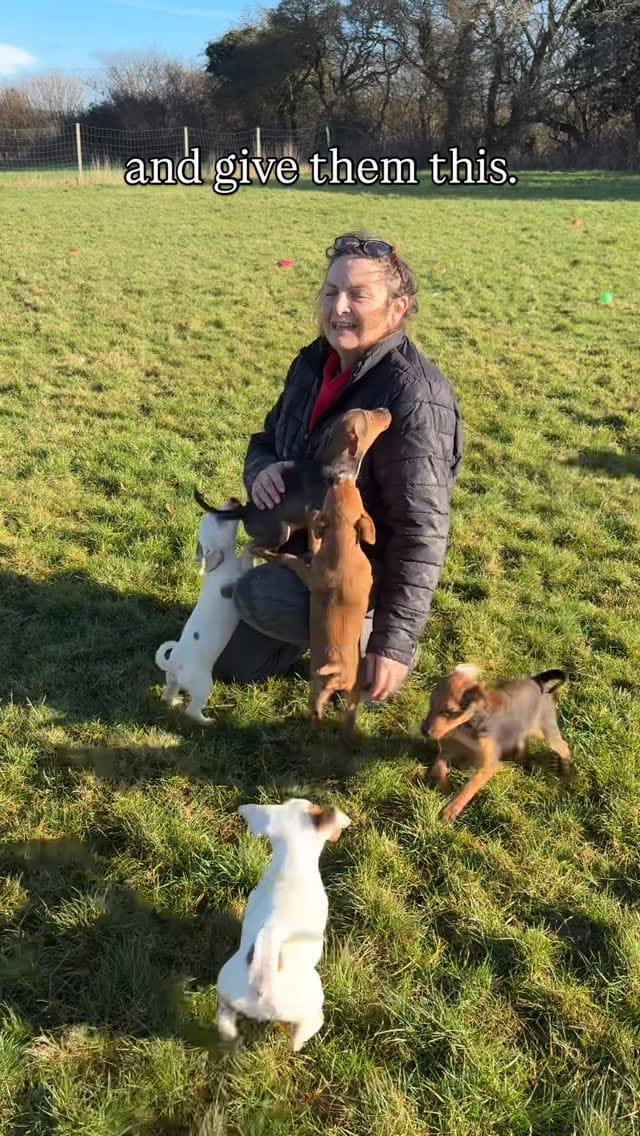 Post 3 by Fetcher Dog on Instagram (video)