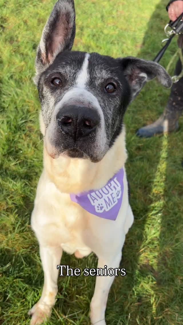 Post 8 by Fetcher Dog on Instagram (video)