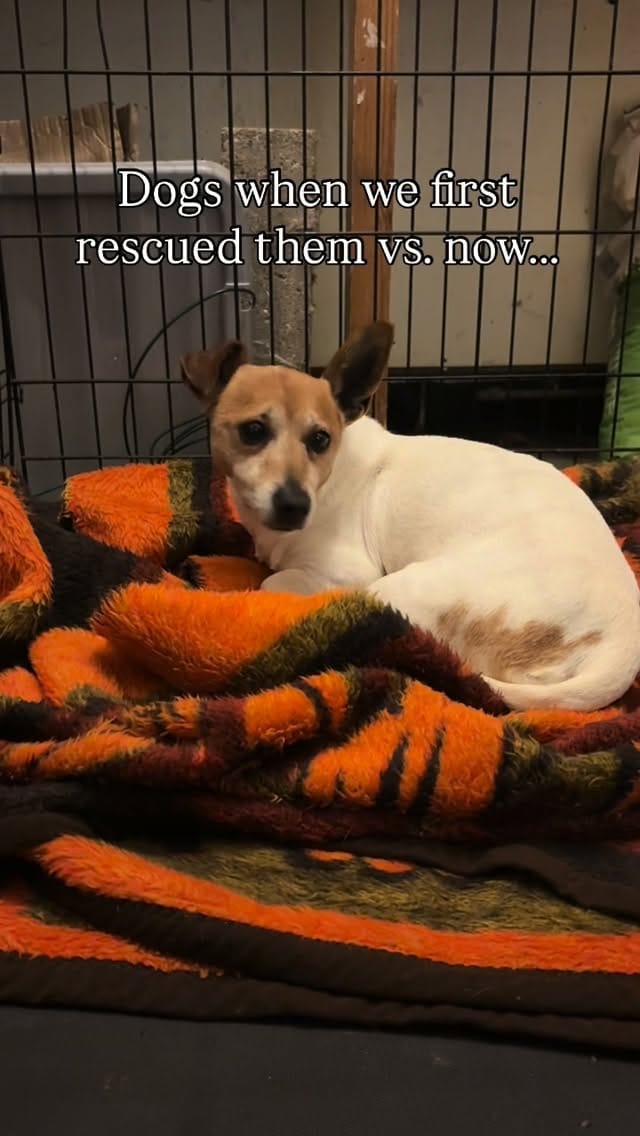 Post 6 by Fetcher Dog on Instagram (video)