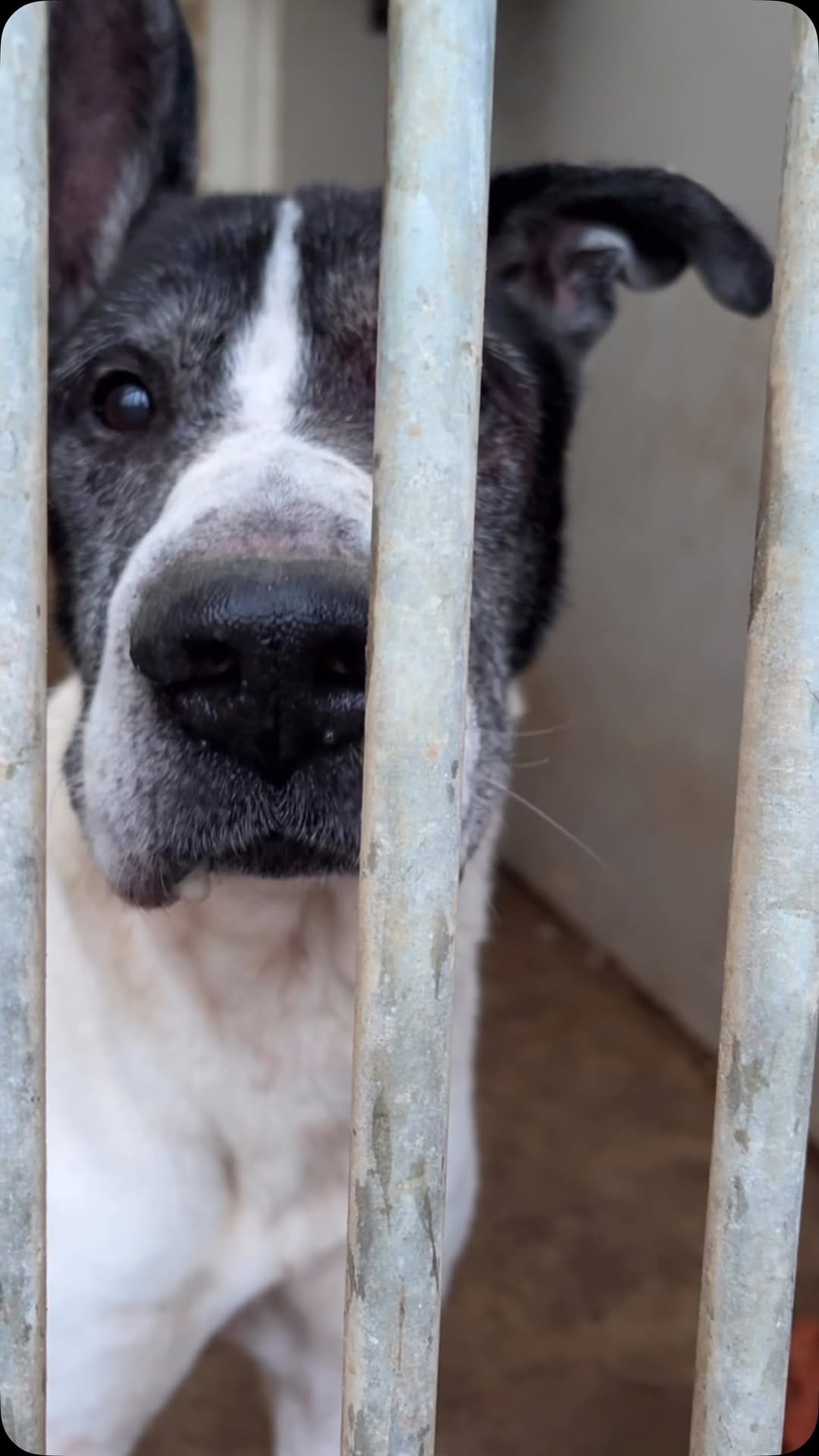Post 5 by Fetcher Dog on Instagram (video)
