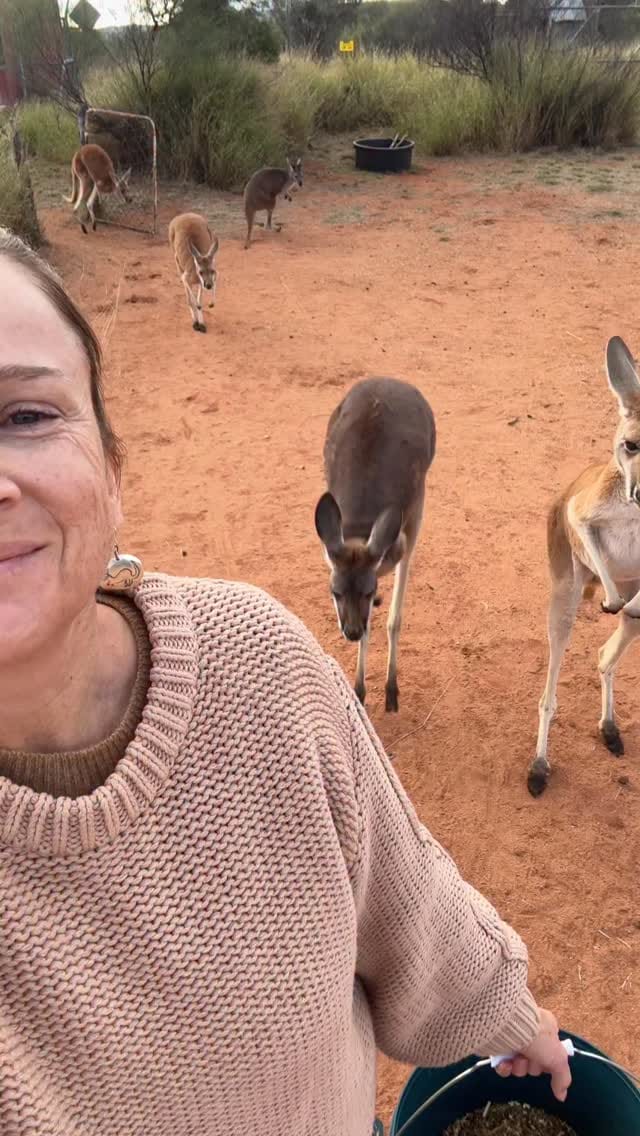 Post 1 by The Kangaroo Sanctuary 🦘 on Instagram (video)