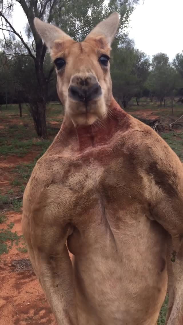 Post 8 by The Kangaroo Sanctuary 🦘 on Instagram (video)
