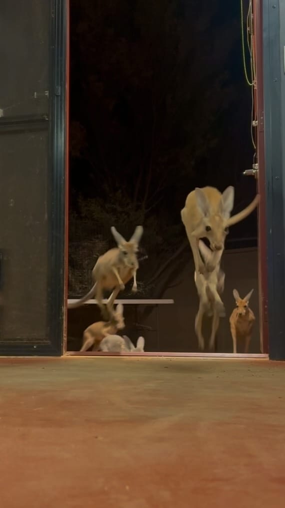 Post 9 by The Kangaroo Sanctuary 🦘 on Instagram (video)