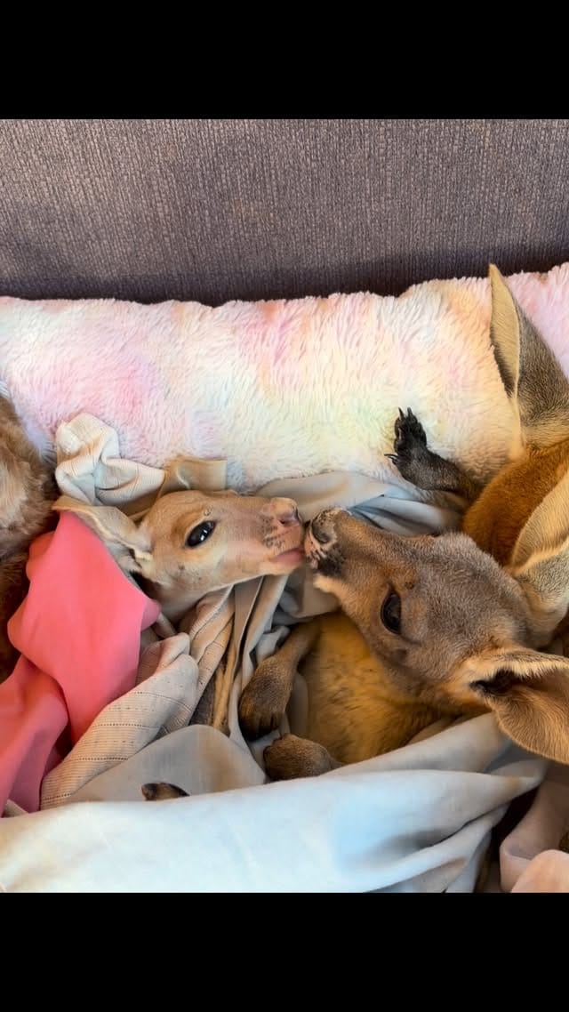 Post 5 by The Kangaroo Sanctuary 🦘 on Instagram (video)