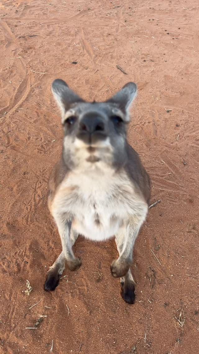 Post 3 by The Kangaroo Sanctuary 🦘 on Instagram (video)