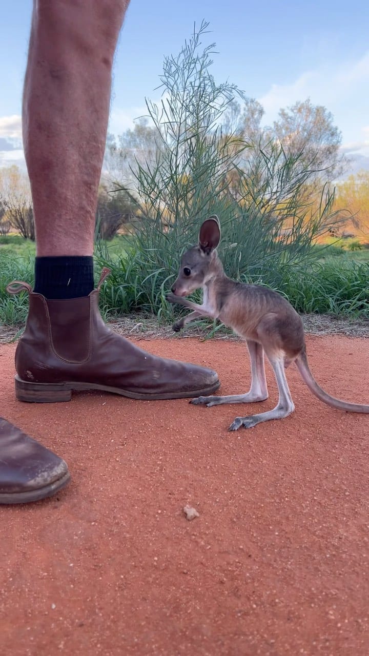 Post 10 by The Kangaroo Sanctuary 🦘 on Instagram (video)