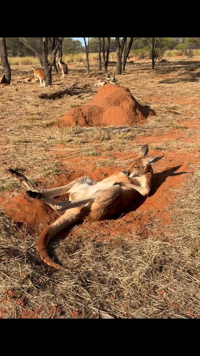 Post 4 by The Kangaroo Sanctuary 🦘 on Instagram (video)