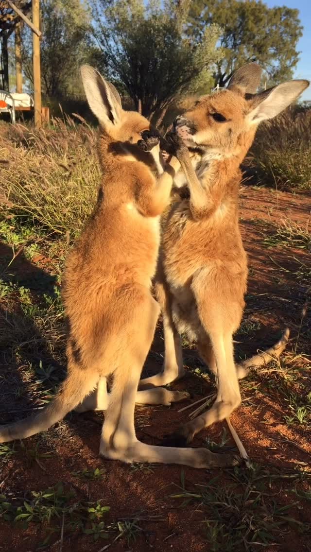 Post 7 by The Kangaroo Sanctuary 🦘 on Instagram (video)