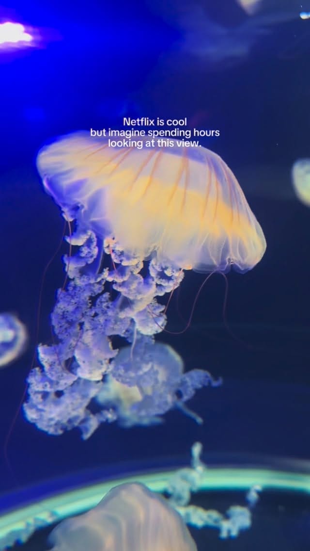 Post 5 by Dingle Oceanworld Aquarium on Instagram (video)