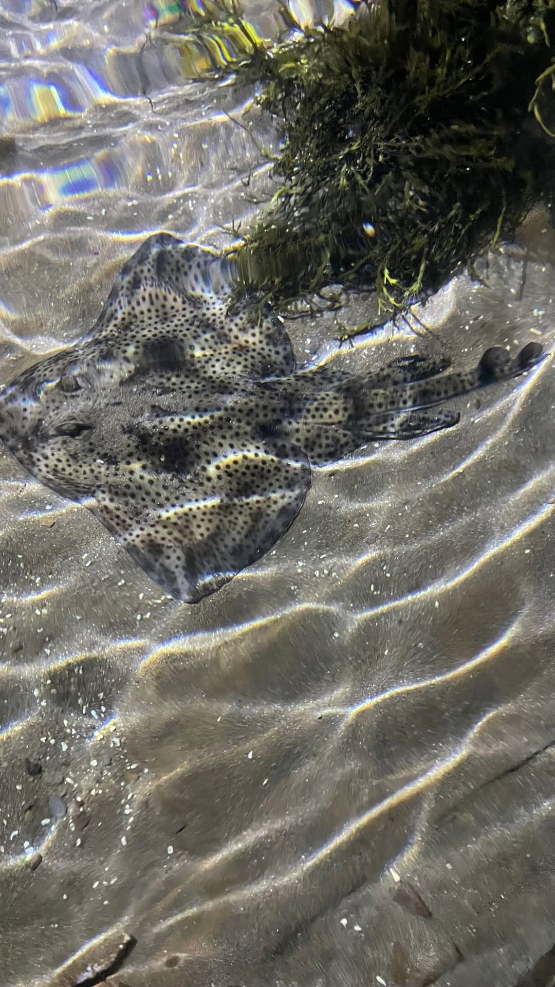 Post 1 by Dingle Oceanworld Aquarium on Instagram (video)