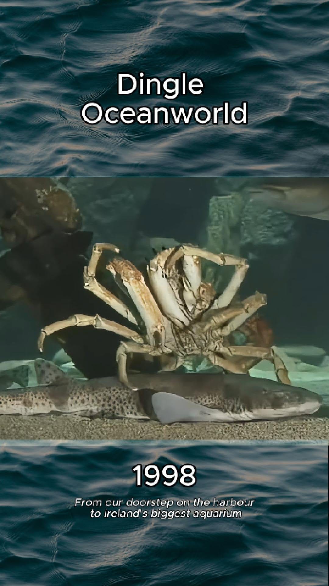 Post 2 by Dingle Oceanworld Aquarium on Instagram (video)