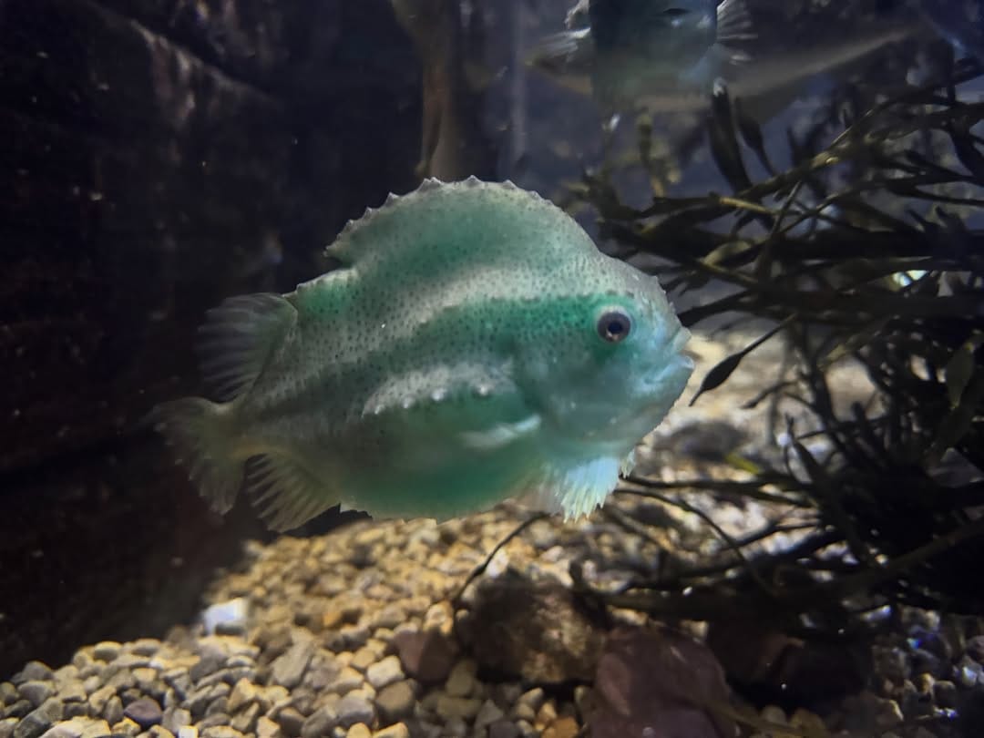 Post 4 by Dingle Oceanworld Aquarium on Instagram (carousel)