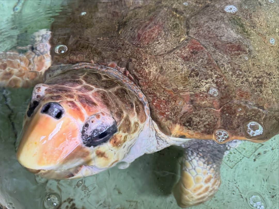 Post 3 by Dingle Oceanworld Aquarium on Instagram (carousel)