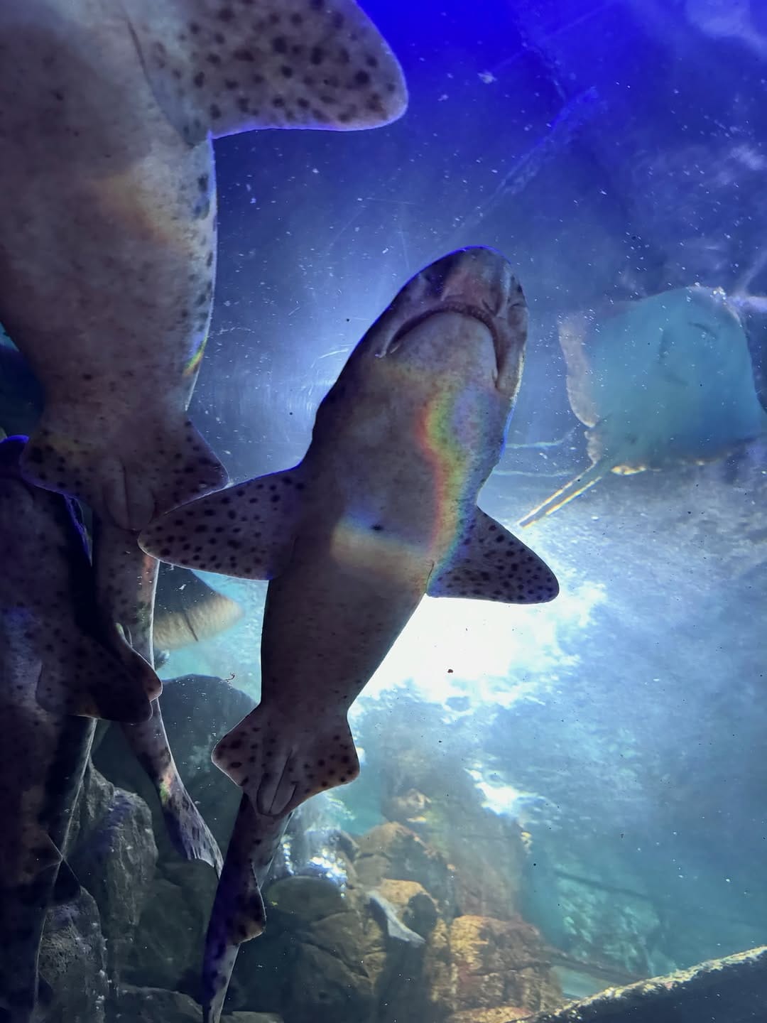 Post 9 by Dingle Oceanworld Aquarium on Instagram (carousel)