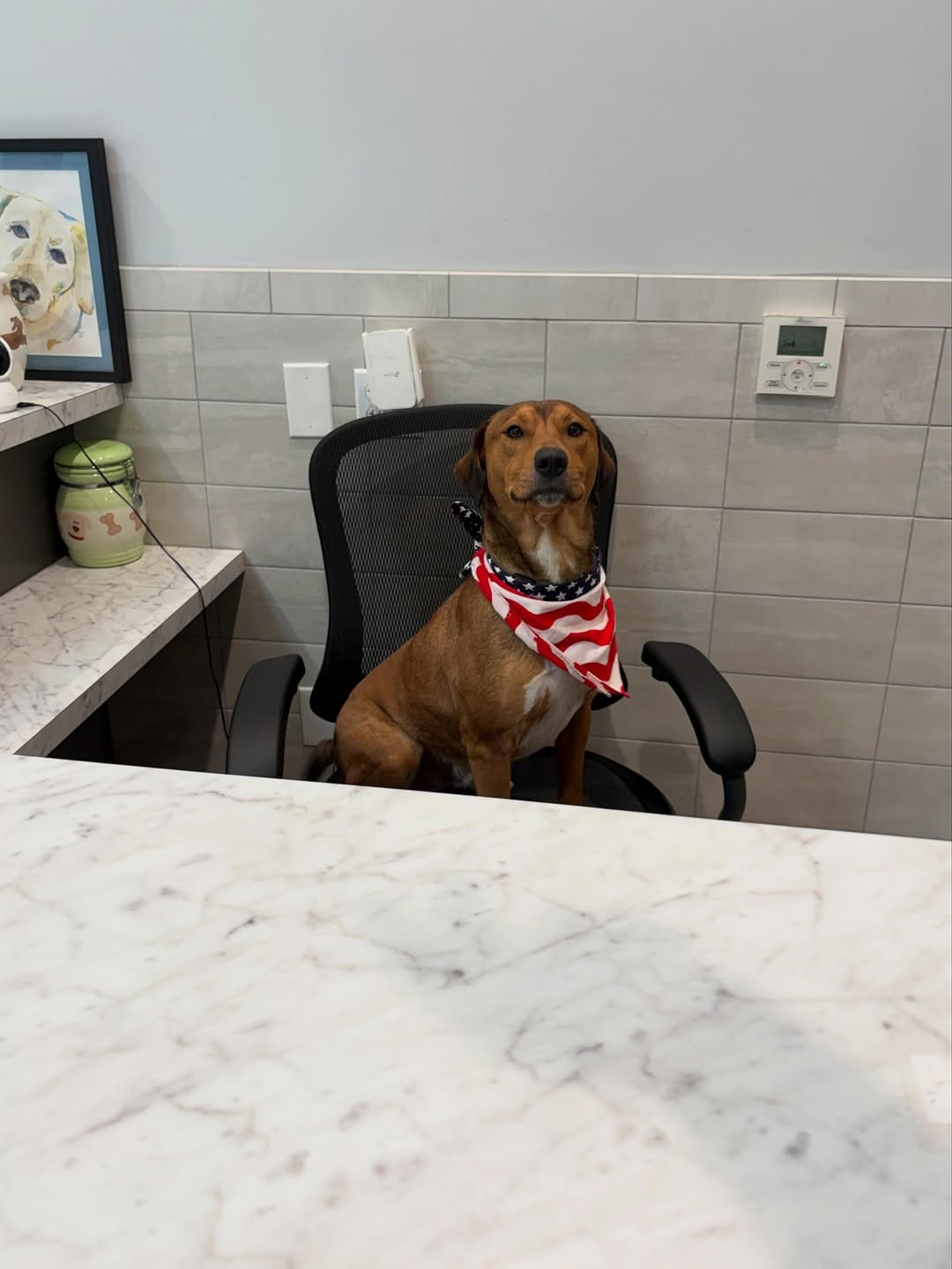 Post 2 by Kent Animal Shelter 🐕🐾🐈‍⬛ on Instagram (carousel)