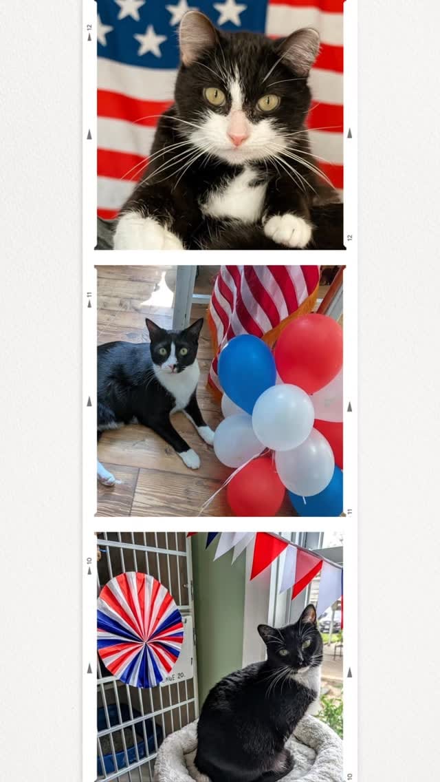Post 4 by Kent Animal Shelter 🐕🐾🐈‍⬛ on Instagram (video)