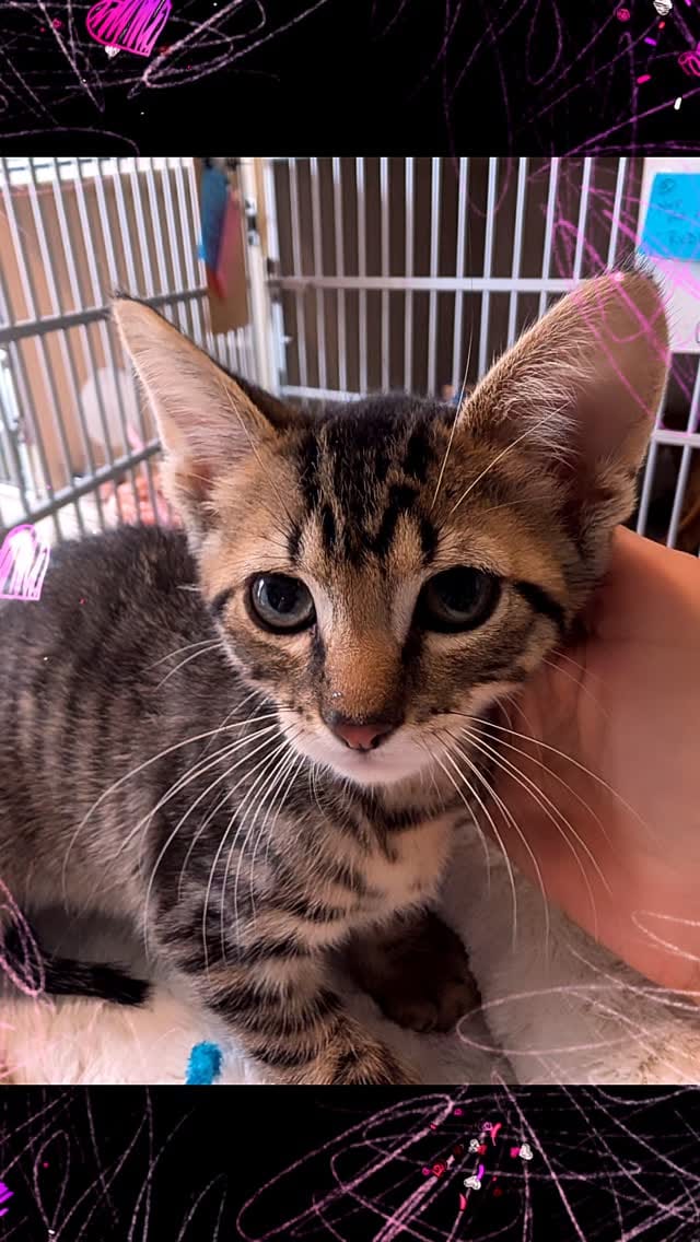 Post 7 by Kent Animal Shelter 🐕🐾🐈‍⬛ on Instagram (video)