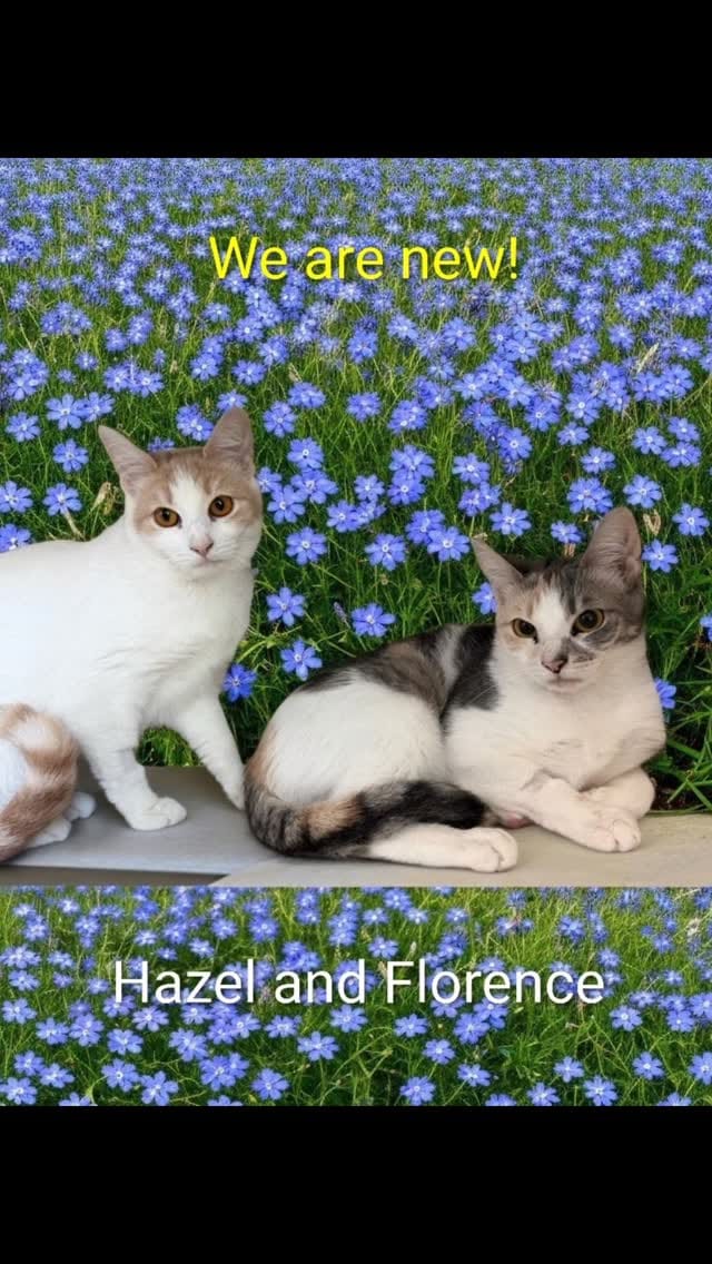Post 5 by Kent Animal Shelter 🐕🐾🐈‍⬛ on Instagram (video)