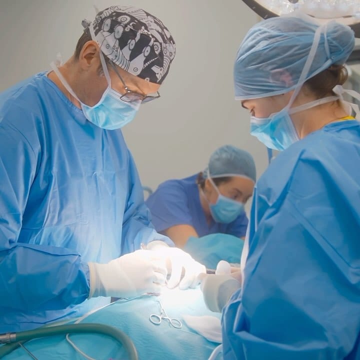 Post 10 by Veterinary Specialists Ireland on Instagram (video)