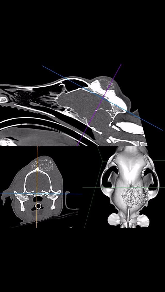 Post 7 by Veterinary Specialists Ireland on Instagram (video)