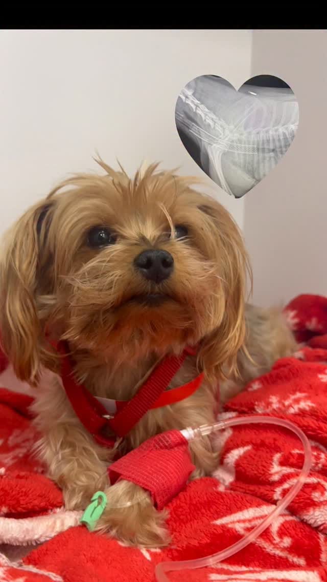 Post 9 by Veterinary Specialists Ireland on Instagram (video)