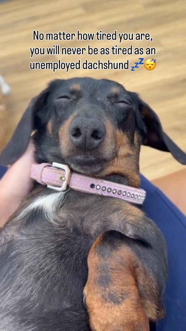Post 1 by Veterinary Specialists Ireland on Instagram (video)