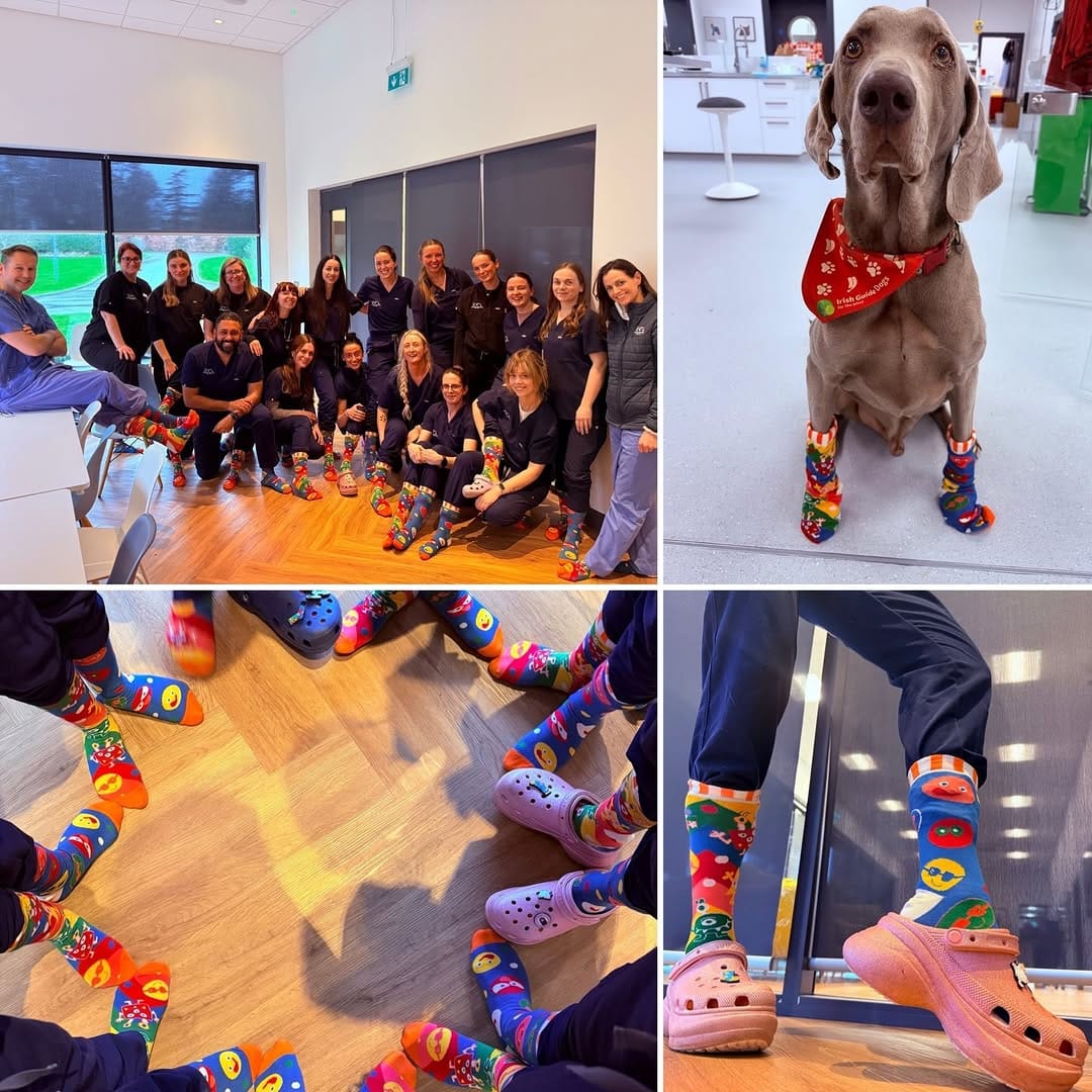 Post 8 by Veterinary Specialists Ireland on Instagram (carousel)