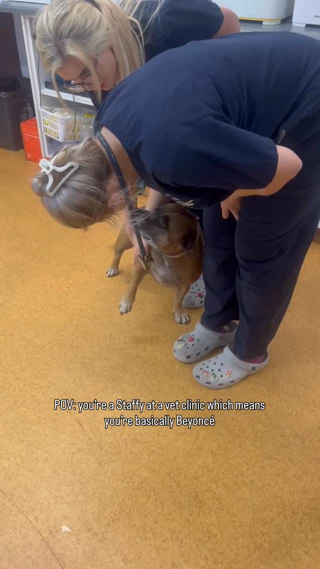 Post 2 by Sydney Animal Hospitals on Instagram (video)
